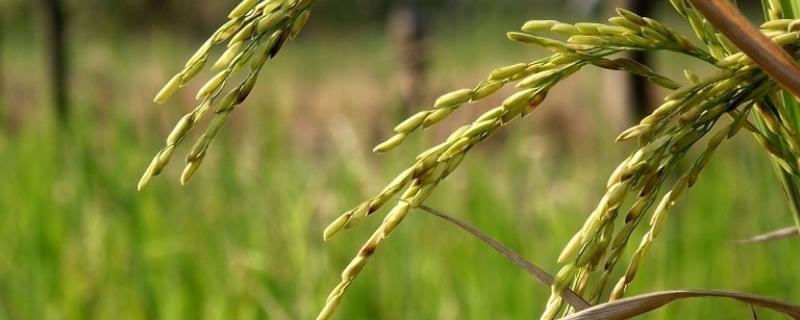 中国本土作物的原始分布格局是什么，中国本土作物有哪些