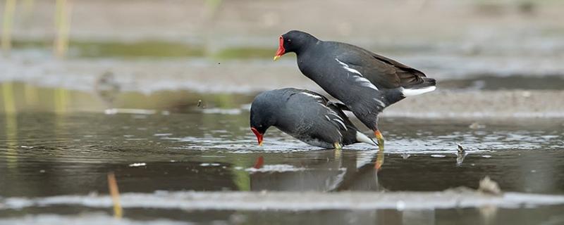 红冠水鸡是不是国家保护动物,附生活环境介绍