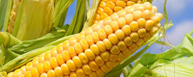 什么玉米品种抗锈病