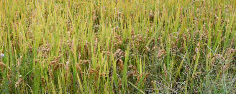 深两优534的产量如何,附简介