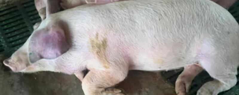 治疗猪蓝耳病最佳方法,是什么原因导致的