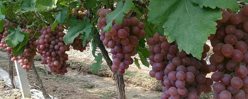 碧护膨大果实效果怎样,碧护使用过量有危害吗