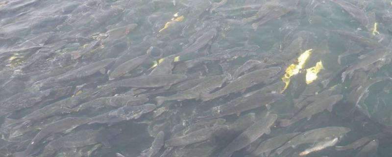 农村养鱼要办什么证,养鱼时要注意的事项