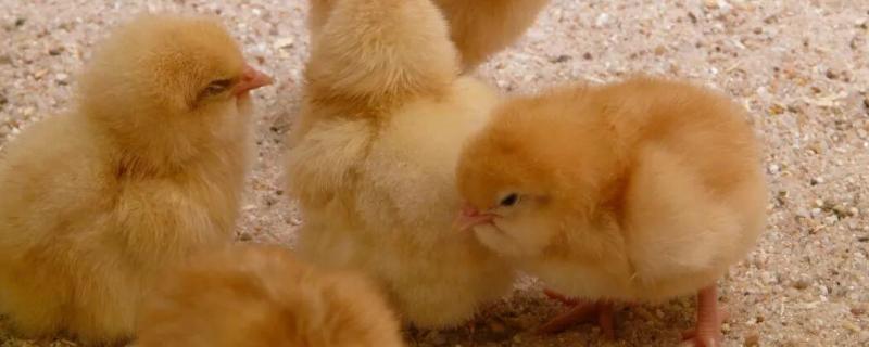 雏鸡多久晚上才关灯,附雏鸡的养殖方法