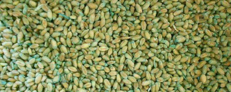 老鼠药怎么用，鸡吃了老鼠药怎么解毒