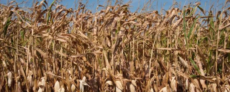 鲜玉米杆喂羊有什么危害,鲜玉米杆如何长期保存