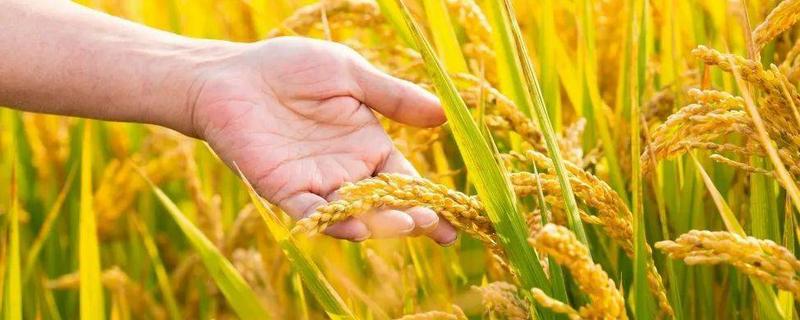 硅肥一亩地用多少,硅肥的十大作用