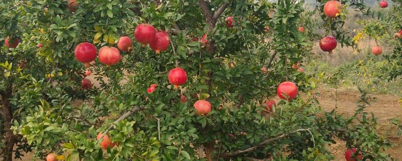果园最有效的除草方法，除草布的作用