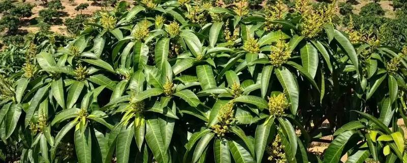 芒果幼果拉长技术，幼果期打什么药