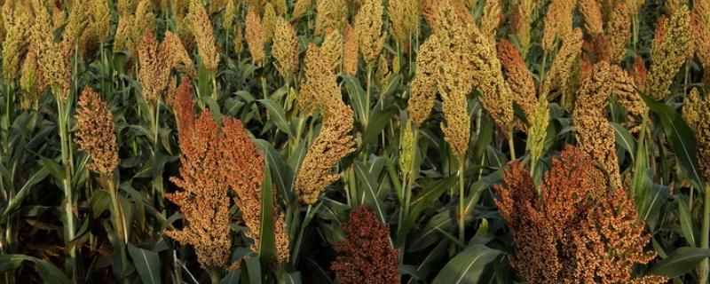 高粱亩产多少斤,高粱适合哪些地区种植