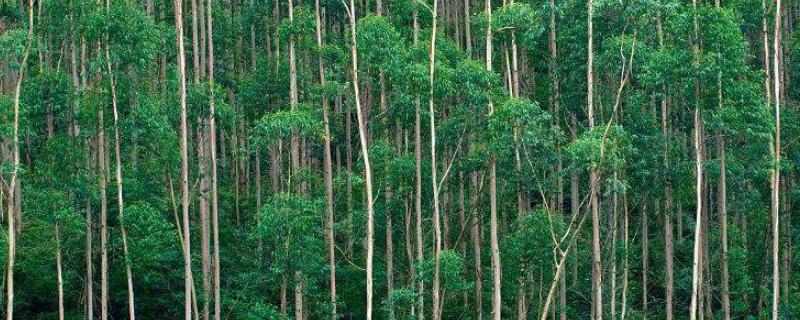 一亩桉树大概有多少吨,桉树苗什么品种好