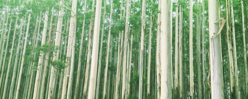 1亩桉树能出15吨吗,桉树用什么肥料合适