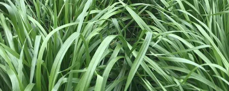 一亩牧草可以养多少牛,牧草种子哪种产量高