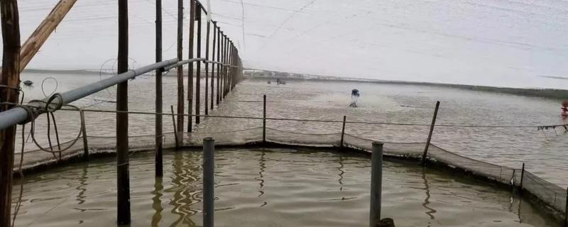 一亩地可以养多少鱼,耕地可以养鱼吗