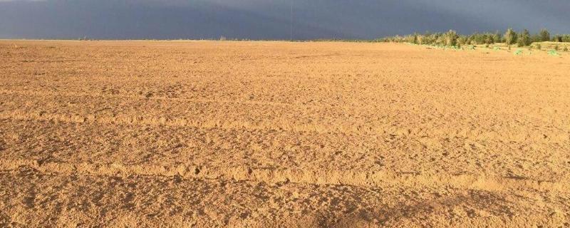 一亩地长乘宽是多少,可以出多少玉米