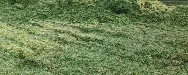 青贮饲料的制作方法步骤,青贮饲料的优点