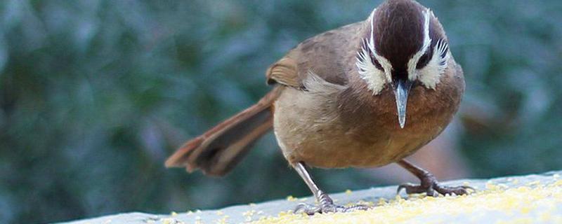 画眉鸟饲料配方,附喂养方法
