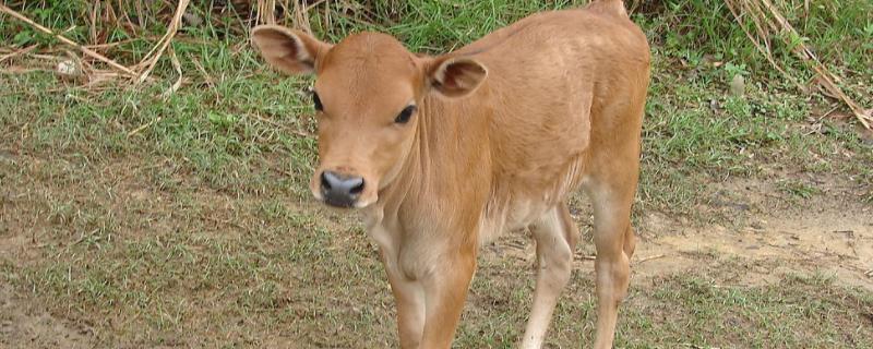 小牛拉骨架饲料配方,一天喂多少合适