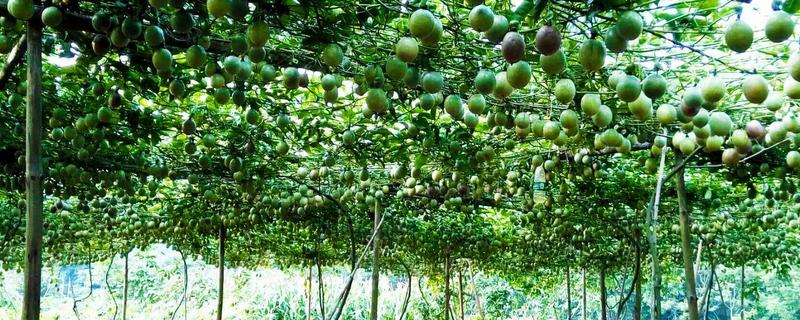 百香果亩产量一般多少斤,附种植方法