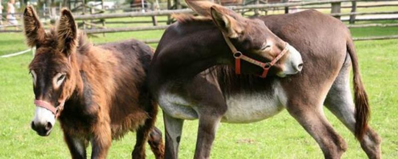 驴和马的杂交种是什么,马驴配种要多长时间