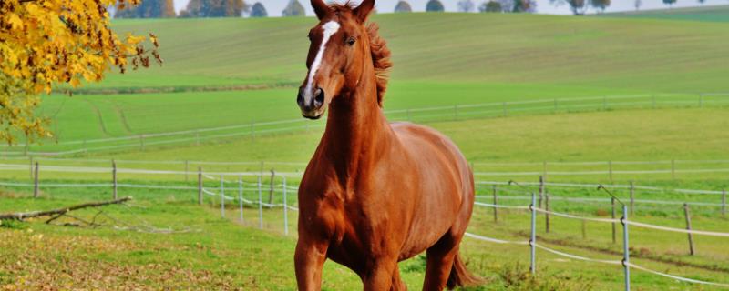 马如何繁衍,附繁殖周期