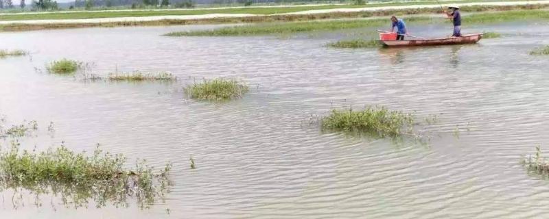养殖水体中的氨氮高怎么处理,是什么原因导致的