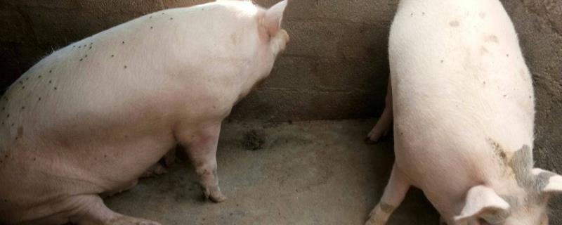 母猪拉血痢最有效的治疗,是什么原因导致的