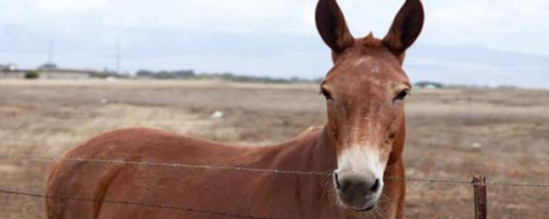 驴马杂交品种,马驴骡的区别