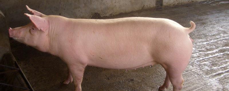 后备母猪配不上种怎么办,后备母猪配种的最佳时期