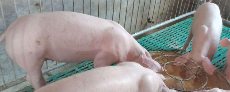 育肥母猪吃什么药能绝育,育肥母猪为何不用去势