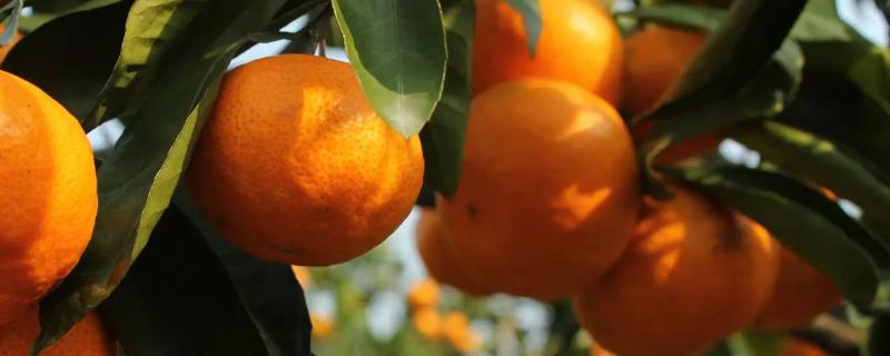 能百旺的作用与用途,附使用方法