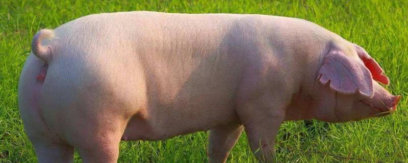 母猪人工配种两次间隔多久,配种后如何饲喂