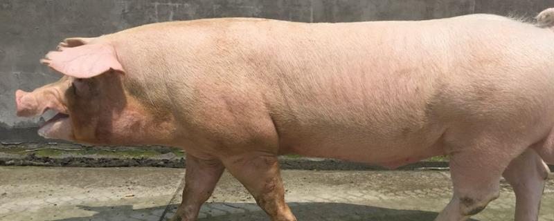 公猪和母猪如何配,附母猪配种成功的症状