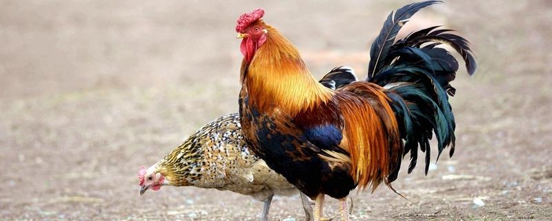 公鸡的性格和生活特点,公鸡为什么早上会打鸣