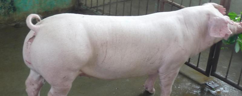 母猪空怀没下出猪来怎么处理,母猪空怀的原因