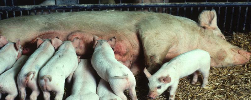 母猪晚上带小猪要开灯吗,母猪产死胎是什么原因