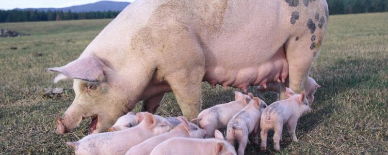 母猪热应激怎么治疗,附热应激症状