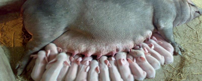 母猪下完崽子不吃食怎么办,刚出生的猪仔一般吃什么