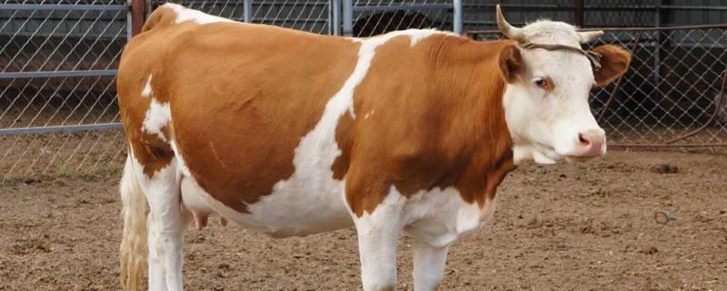 牛胎衣不下是啥原因,牛胎衣多长时间正常掉