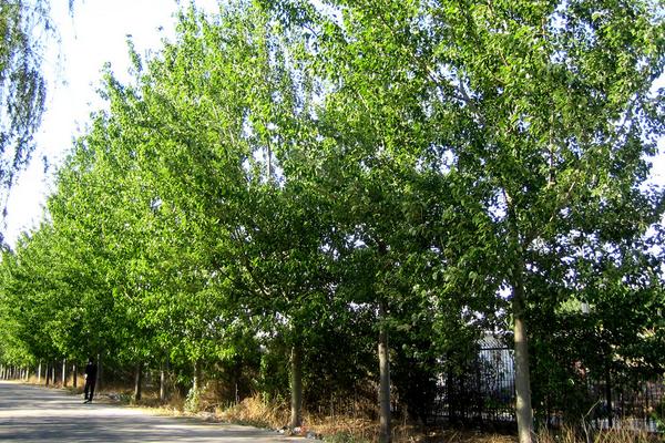 杨树种植技术要点,株距和行距是多少