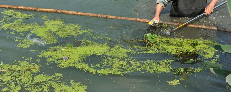 虾塘水质发黑怎么办,虾塘如何消毒