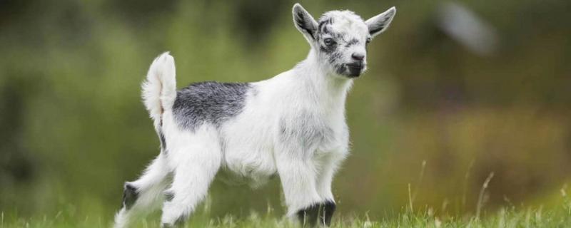 公羊和母羊的区别,母羊的最佳繁殖年龄是什么时候