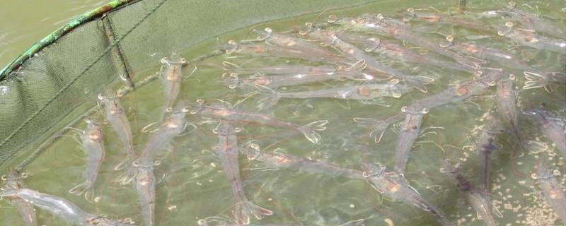 淡水怎样养对虾,对虾和基围虾的区别