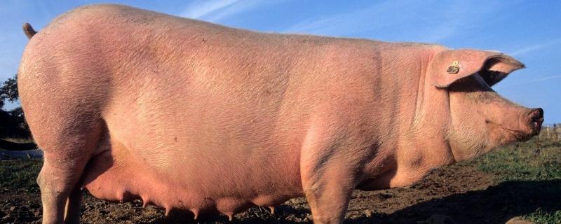 母猪生产过程,附接生方法