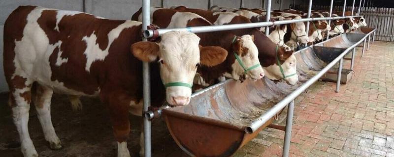 牛身上有癣用什么药物,是什么原因导致的