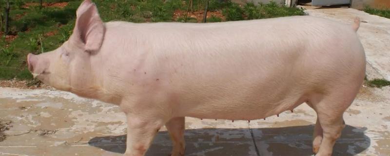 母猪突然不吃食是什么原因,如何防治