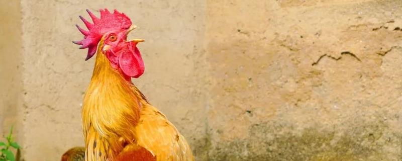 大公鸡在哪里怎么打鸣,为什么会打鸣