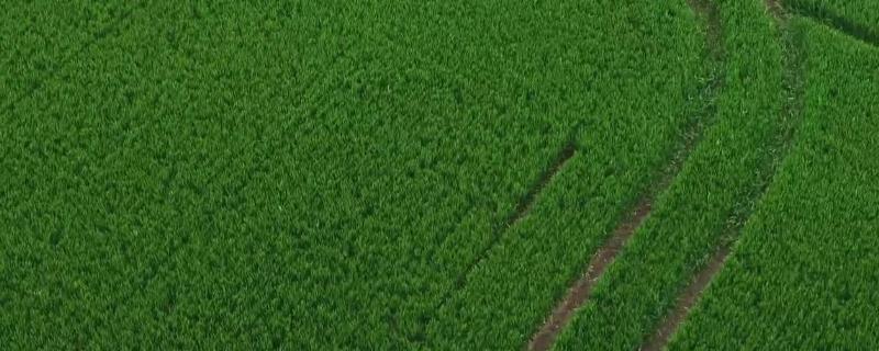 农业是什么,是第几产业