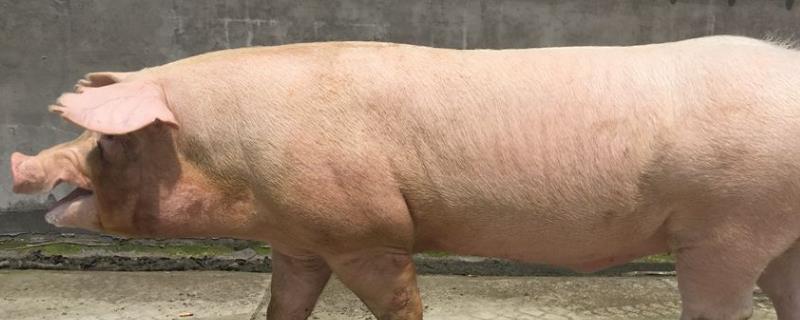 公猪怎么取种,公猪种哪种品种更好