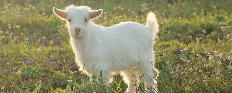 怎么养羊，附羊的特点
